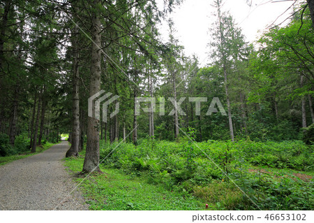 Kagamine高原德國雲杉森林 Kagamine高原德國雲杉森林 46653102