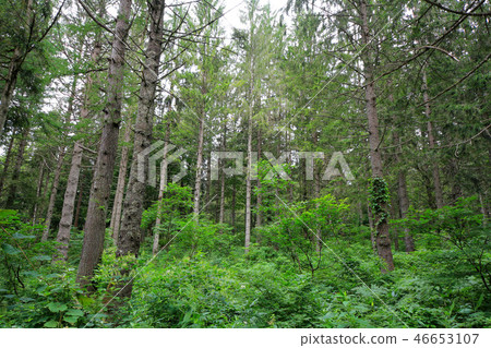 Kagamine plateau German spruce forest 46653107