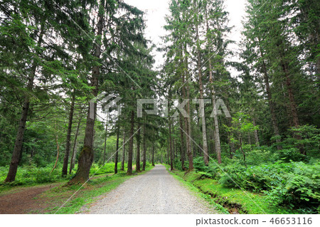 Kagamine plateau German spruce forest 46653116