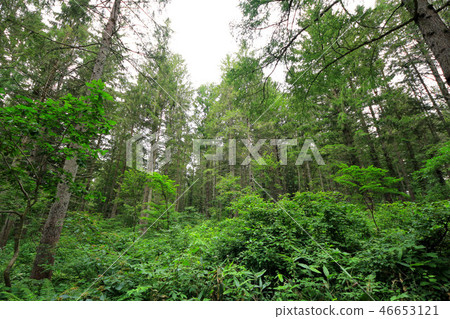 Kagamine plateau German spruce forest 46653121