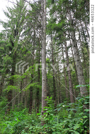 Kagamine高原德國雲杉森林 Kagamine高原德國雲杉森林 46653122