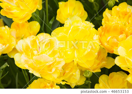 Keukenhof Park Tulips in a Greenhouse (Charming Beauty) Keukenhof Park Tulips in a Greenhouse (Charming Beauty) 46653153