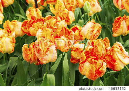 Keukenhof Park Tulips in the greenhouse (professor roentgen) Keukenhof Park Tulips in the greenhouse (professor roentgen) 46653162