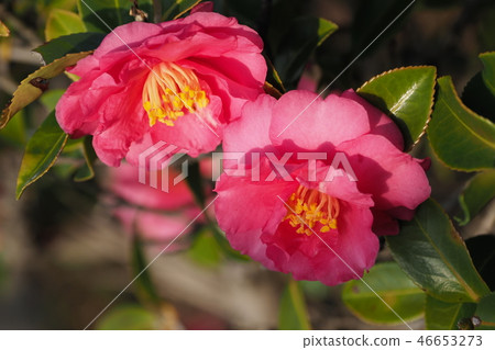 Sasanqua (mountain flower) natural texture Sasanqua (mountain flower) natural texture 46653273