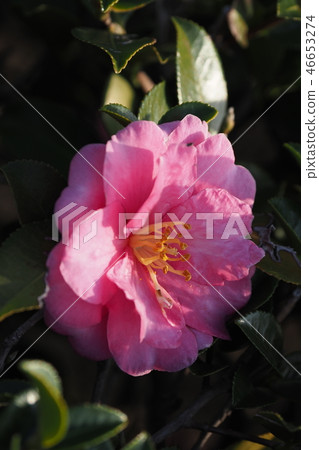 Sasanqua (mountain flower) natural texture Sasanqua (mountain flower) natural texture 46653274