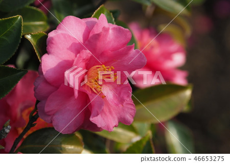 Sasanqua (mountain flower) natural texture Sasanqua (mountain flower) natural texture 46653275
