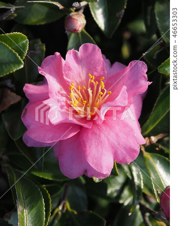 Sasanqua（山花）自然紋理 46653303