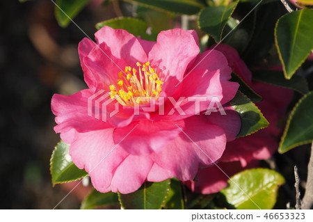 Sasanqua（山花）自然紋理 46653323