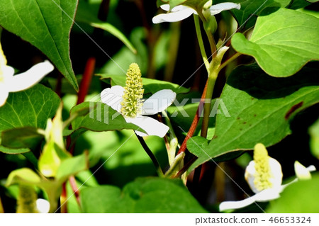 開花在三鷹中原的Dokudami花 開花在三鷹中原的Dokudami花 46653324