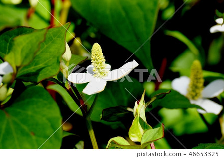Dokudami flower blooming in Mitaka Nakahara Dokudami flower blooming in Mitaka Nakahara 46653325