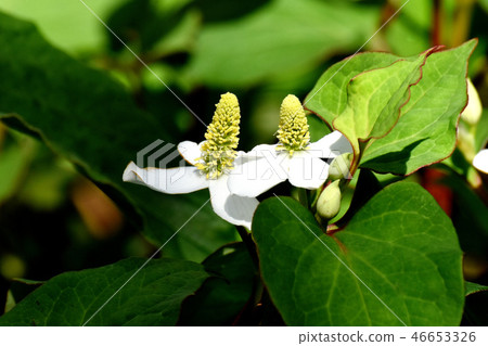 Dokudami flower blooming in Mitaka Nakahara Dokudami flower blooming in Mitaka Nakahara 46653326