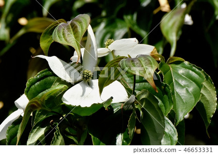 White wild boar flower blooming in Mitaka Nakahara White wild boar flower blooming in Mitaka Nakahara 46653331