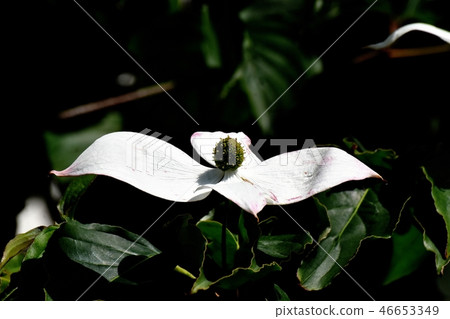開花在三鷹中原的白色野公豬花 46653349