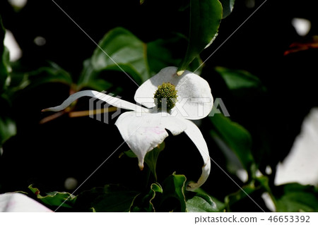 White wild boar flower blooming in Mitaka Nakahara White wild boar flower blooming in Mitaka Nakahara 46653392