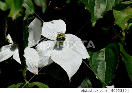 White wild boar flower blooming in Mitaka Nakahara White wild boar flower blooming in Mitaka Nakahara 46653394