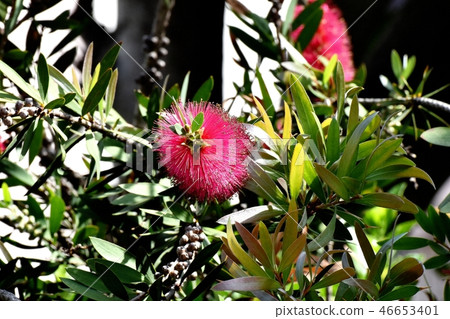 Red Brassica flowers blooming in Mitaka Nakahara 46653401