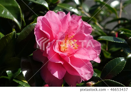 Sasanqua（山花）自然紋理 46653437
