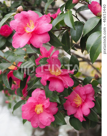 Sasanqua (mountain flower) natural texture Sasanqua (mountain flower) natural texture 46653440