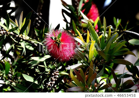 開花在三鷹中原的紅色蕓苔花 46653458