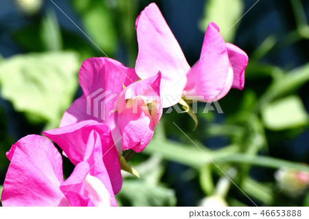 Pink sweet pea blooming in Mitaka Nakahara 46653888