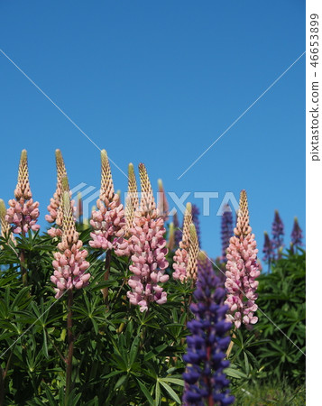 Lupinas Spring - Stock Photo [46653899] - PIXTA