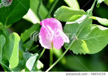 開花在三鷹中原的桃紅色香豌豆花 46654159