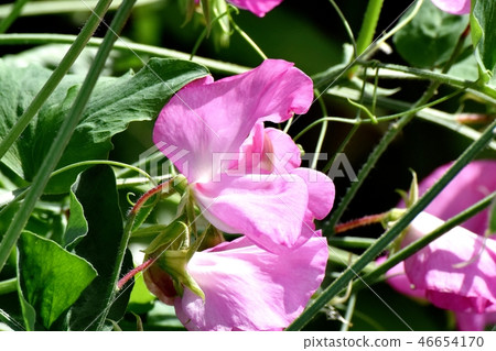 開花在三鷹中原的桃紅色香豌豆花 46654170