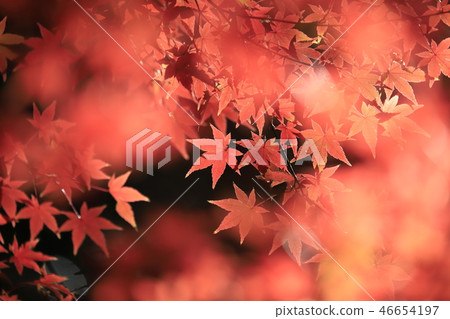 Colorful maple transmitted light 46654197