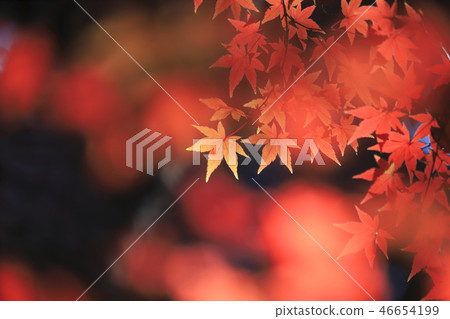 Colorful maple transmitted light Colorful maple transmitted light 46654199