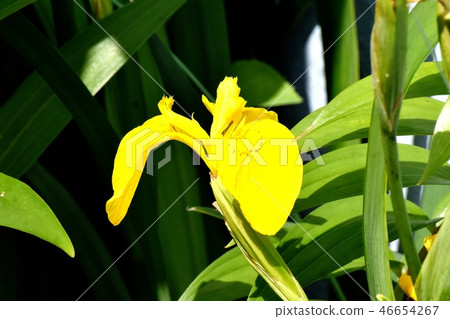 Yellow iris which blooms in Mitaka Nakahara 46654267