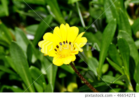 開花在三鷹中原的黃色雜色菊屬植物 開花在三鷹中原的黃色雜色菊屬植物 46654271