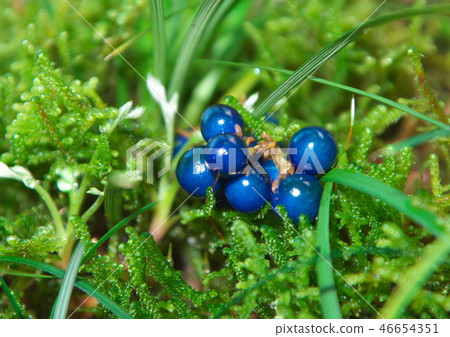 Janohige Janohige 46654351