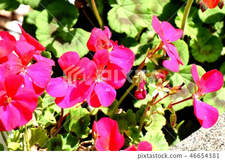 Red geranium blooming in Mitaka Nakahara 46654381