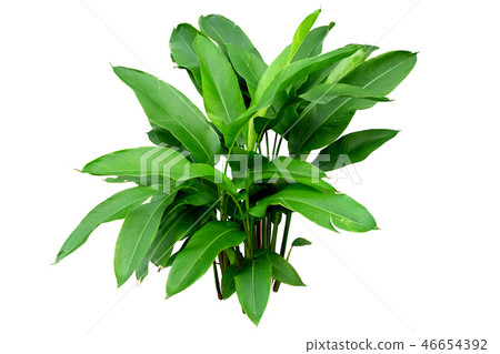 Heliconia  46654392