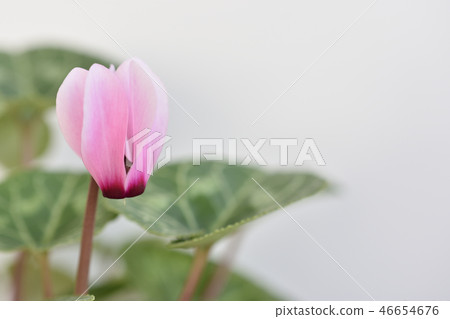 花園仙客來 46654676