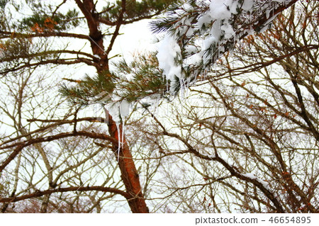 1100 Highland, wetland, snow, snow, snow, 1100 Highland, wetland, snow, snow, snow, 46654895