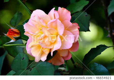 Anne Frank Rose Blooming in Mitaka Sengawa Park 46654921