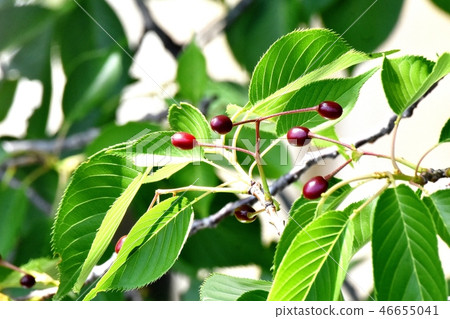 Somey Yoshino cherry that will be Mitaka Sengawa Park Somey Yoshino cherry that will be Mitaka Sengawa Park 46655041