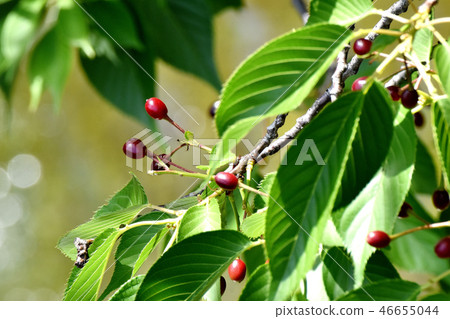 Somey Yoshino cherry that will be Mitaka Sengawa Park Somey Yoshino cherry that will be Mitaka Sengawa Park 46655044