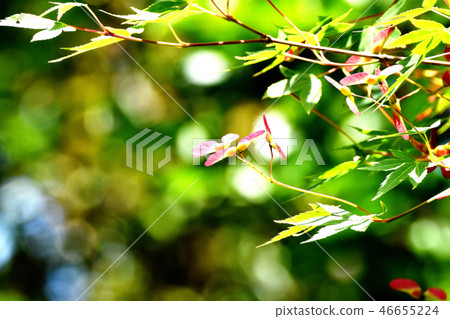 Maple seeds to become Mitaka Nakahara 46655224