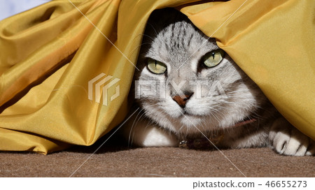 休閒貓，最愛，有點日式，睡覺 46655273