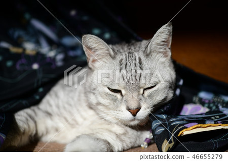 休閒貓，最愛，有點日式，睡覺 46655279