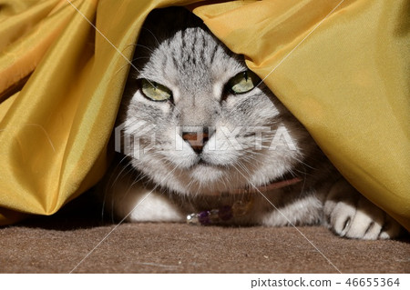 休閒貓，最愛，有點日式，睡覺 46655364