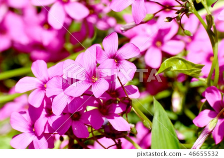  Imokatabami blooming in Mitaka Nakahara 46655532