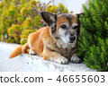 Santorini, Oia dog 46655603