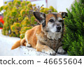 Santorini, Oia dog 46655604