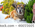 Santorini, Oia dog 46655605