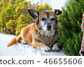 Santorini, Oia dog 46655606
