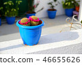 Cactus of Santorini 46655626