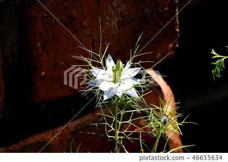 Blue Nigella blooming in Mitaka Nakahara Blue Nigella blooming in Mitaka Nakahara 46655634